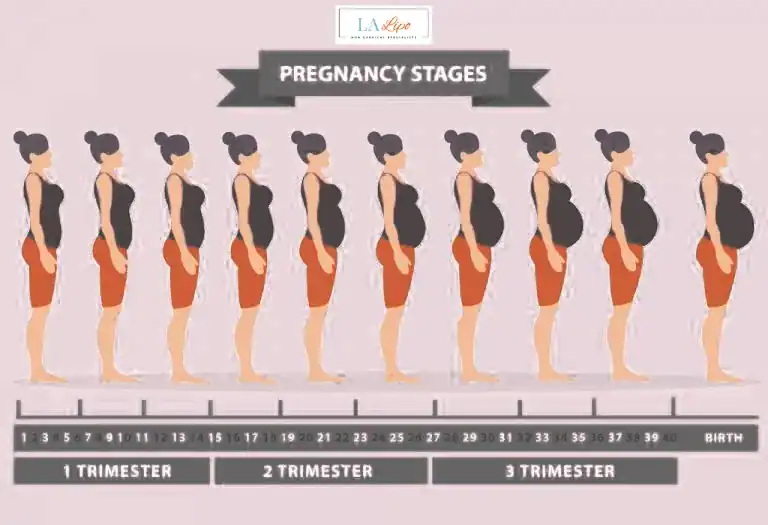 First Trimester (Weeks 1–12): Early Changes You Might Not Notice Lower Feltham